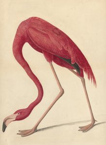 Greater Flamingo, 1838 (wc, gema de ovo e grafite sobre papel)